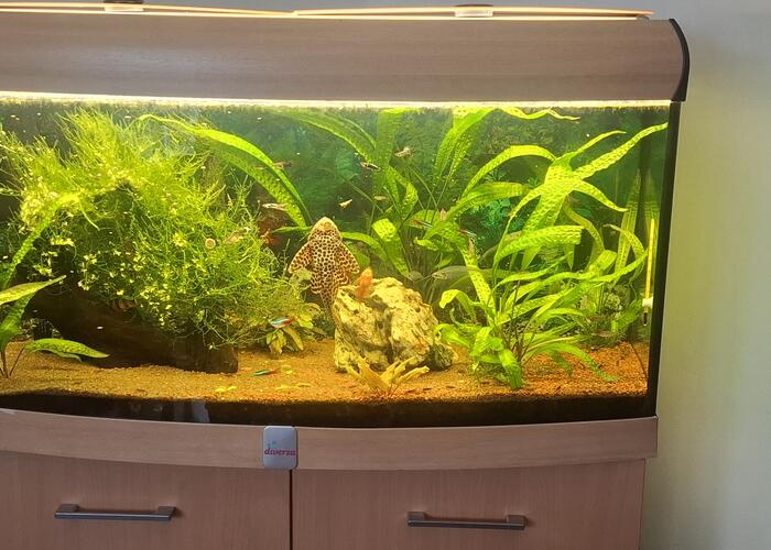 Grajewo ogłoszenia: Sprzedam akwarium 200l diversa panoramiczne z pokrywą  i szafką....